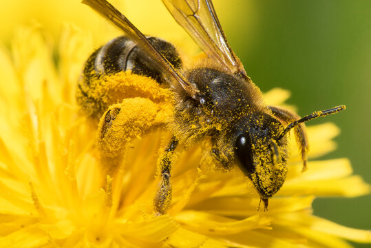 close up of bee on yellow flower
