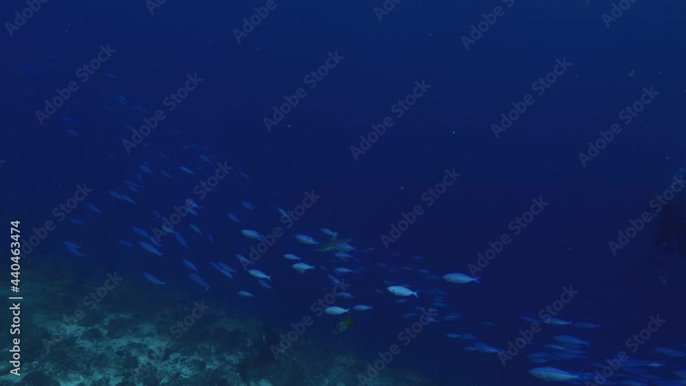 Wall mural indian ocean, scuba diving in maldives, blue fish shoal cruising along reef wall, a grey reef shark 