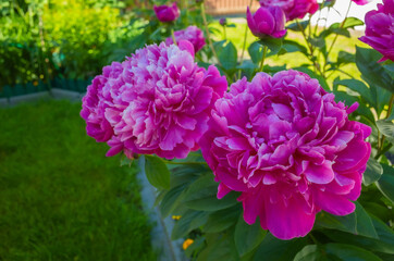 blossoming red peonies