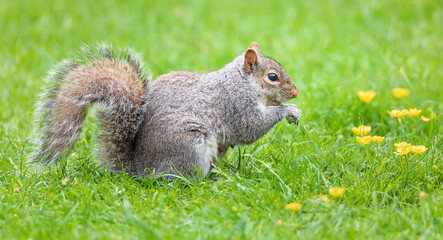 Naklejka na ściany i meble Wild gray squirrel eating peanuts on the grass in the garden