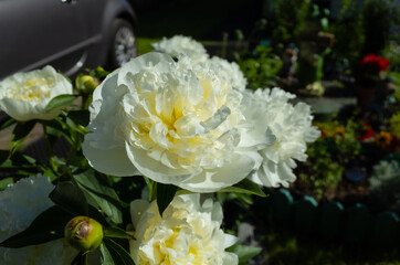 blossoming white peonies