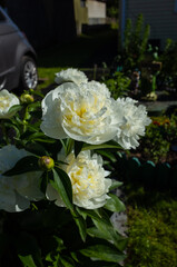 blossoming white peonies