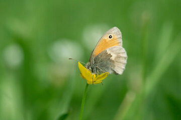Small heath butterfly (Coenonympha pamphilus) feeding on a buttercup blossom.