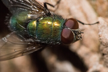 close up of a fly