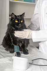 Medical examination of the animal, blood pressure measurement in the veterinary clinic.