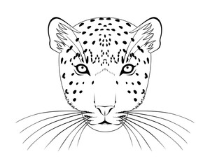 ユキヒョウ　顔