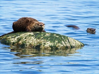 Couple minks on the rock near the shoreline of Vancouver Island, BC