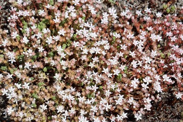 Sedum anglicum plants 