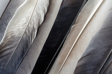 natural authentic dove feathers