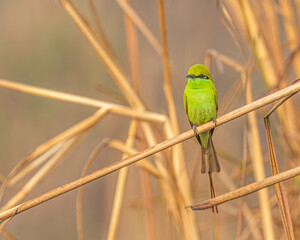 Green Bee Eater Eye to Eye