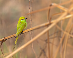 Green Bee Eater on a brnch