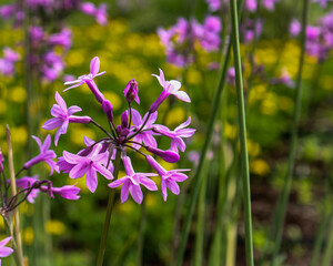 The beauty of purple flowers around the world. Impossible not to stop to admire. Nature is...