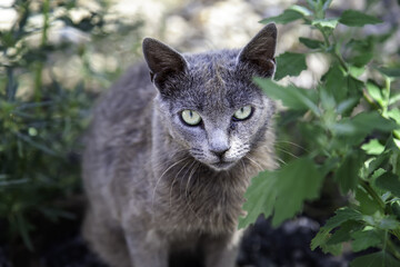Burmese cat on the street