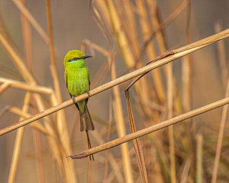 Green Bee Eater