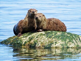 Couple minks on the rock near the shoreline of Vancouver Island, BC