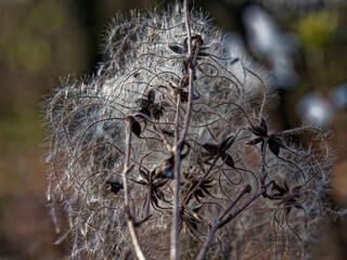 Selective focus shot of alectoria sarmentosa
