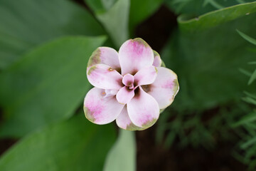 Single or white flowers Take a bird's-eye view of a wild flower