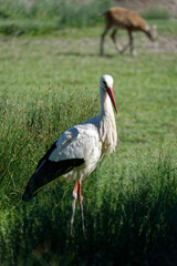 Cigogne
