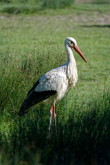 Cigogne