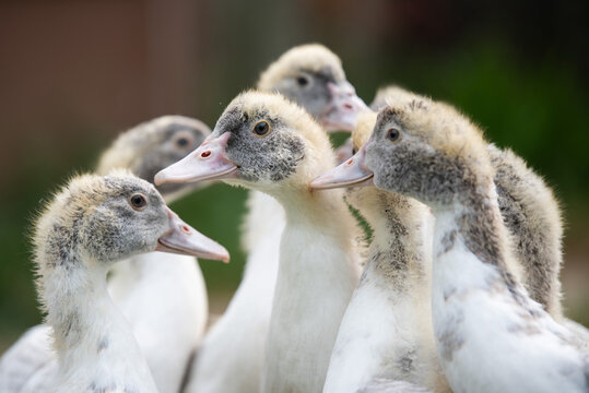 Canard &agrave; la campagne 