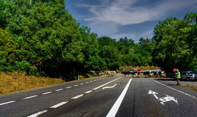 Fototapeta na wymiar cows crossing the road