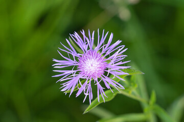 Exuberant wild flowers grace the shores of the Upper Zurich Lake (Obersee) in the late spring months, Hurden, Schwyz, Switzerland