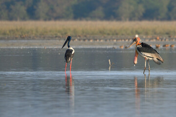 Two Different Stork Species In One Frame