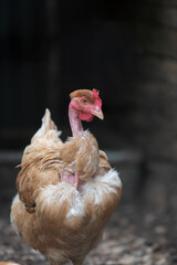 Poules de campagne 