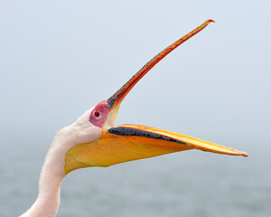A Great White Pelican opens its mouth - coastal Namibia, Africa