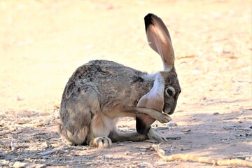 Jackrabbit Licking Ear