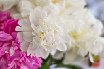 Closeup of beauty peony flowers