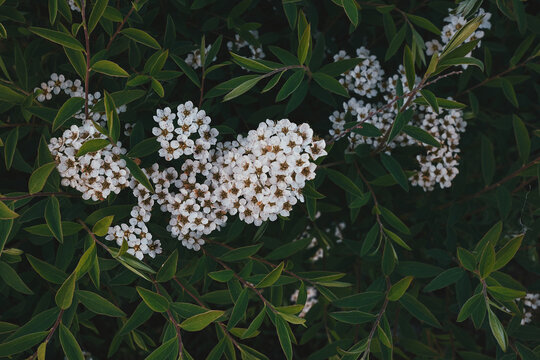 White flowers on a background of green leaves. Pyracantha crenulata, ornamental shrub.