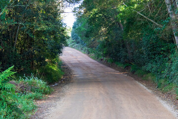 A dirt road leads through a thick forest