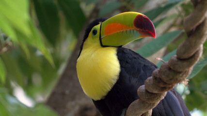 toucan on a tree