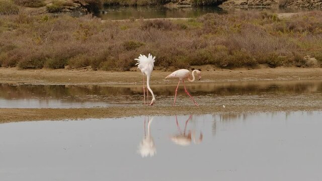 Pelea de flamencos en una laguna del delta del Ebro