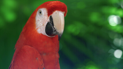 Fototapeta premium red parrot portrait