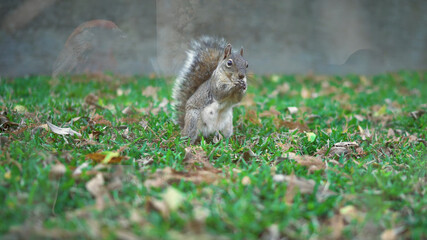 Naklejka na ściany i meble squirrel in the park