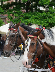 dorożki na Rynku Głównym w Krakowie 6 © Krzysztof