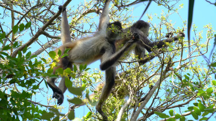 white tailed macaque sitting on a tree