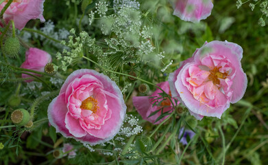 Stunning light pink oriental ornamental poppies growing in a flower bed in north London, England UK