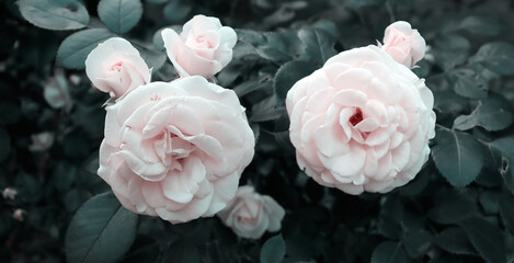 Delicate flowers for vintage banner concept