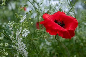 Colourful wild flowers, including poppies planted on a roadside verge in the London Borough of Hillingdon, UK. The wild flowers are planted to support wildlife.