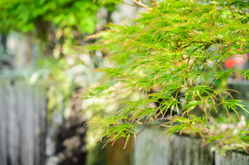 塀から鮮やかな新緑のもみじ