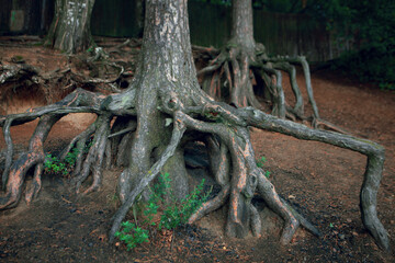tree in the forest