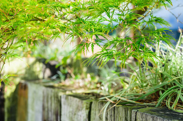 塀から鮮やかな新緑のもみじ