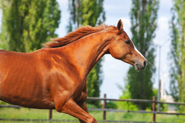 chestnut russian don horse running free on a green pasture no bridle