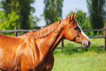chestnut russian don horse  head on a green pasture no bridle