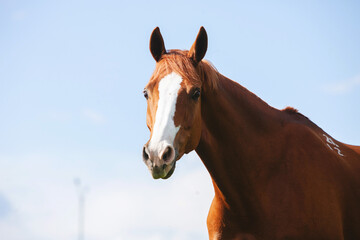 chestnut russian don horse head close up