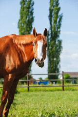 chestnut russian don horse free on a green pasture with funny face