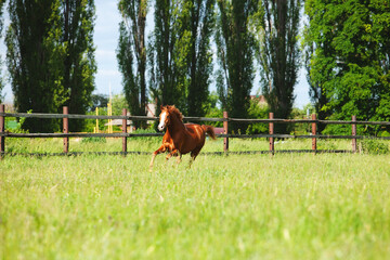 Naklejka premium chestnut russian don horse running free on a green pasture